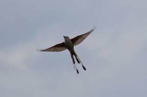 Scissortailflycatcherflying